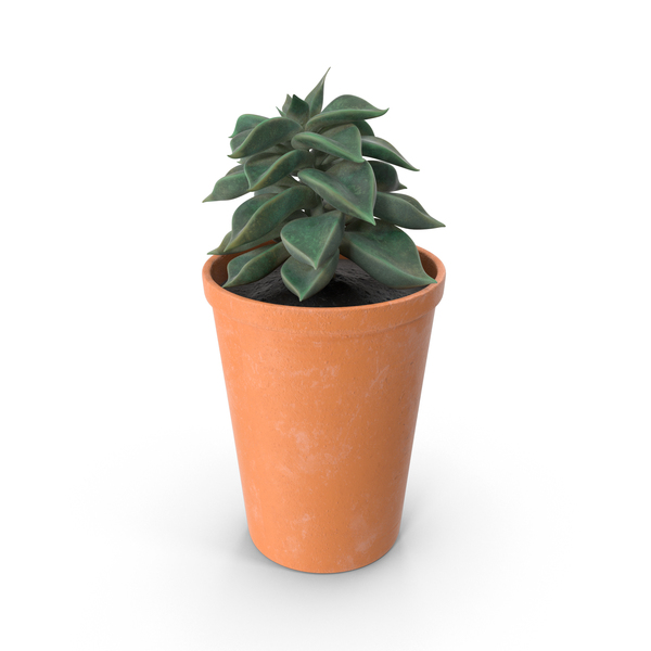 Succulent PNG & PSD Images Succulent PNG & PSD Images