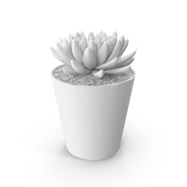 Succulent PNG & PSD Images Succulent PNG & PSD Images