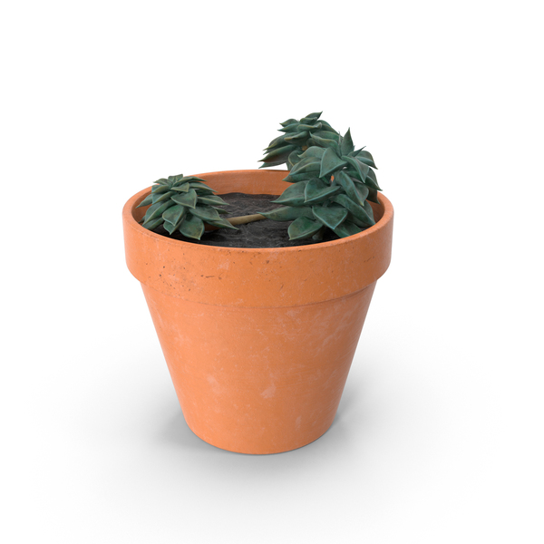 Succulent PNG & PSD Images Succulent PNG & PSD Images