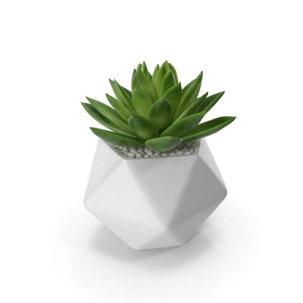 Cactus: Succulent Echeveria Agavoides PNG & PSD Images Cactus: Succulent Echeveria Agavoides PNG & PSD Images