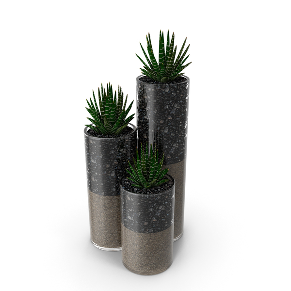 Flower Pot: Succulent PNG & PSD Images