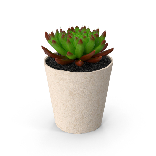 Succulent PNG Images & PSDs for Download | PixelSquid - S105920310