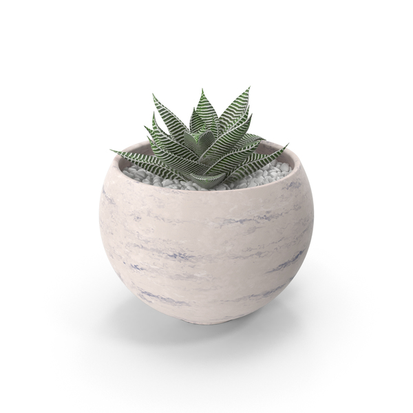 Succulent PNG & PSD Images Succulent PNG & PSD Images