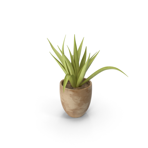 Succulent PNG & PSD Images Succulent PNG & PSD Images