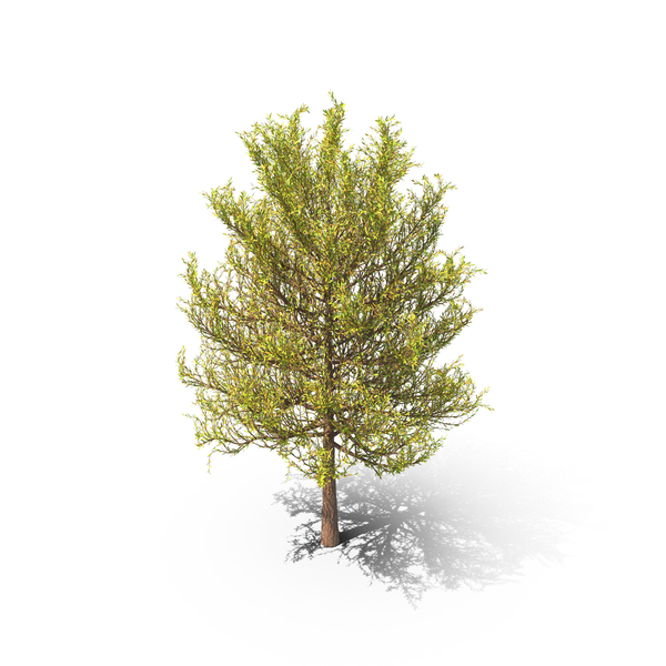 Summer Tree PNG & PSD Images Summer Tree PNG & PSD Images