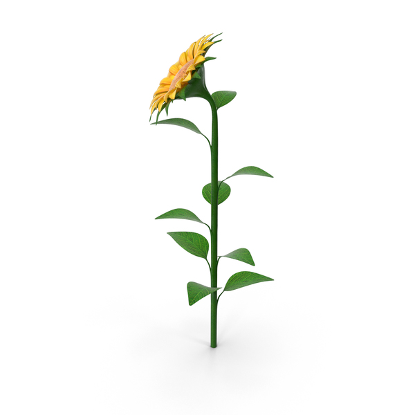 Sunflower PNG & PSD Images Sunflower PNG & PSD Images