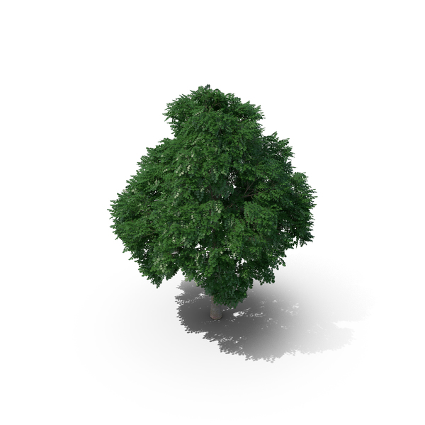 Deciduous: Swedish Whitebeam Tree 10.8m PNG & PSD Images Deciduous: Swedish Whitebeam Tree 10.8m PNG & PSD Images