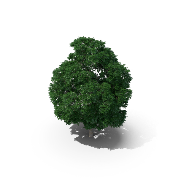 Swedish Whitebeam Tree 15.5m PNG Images & PSDs for Download ...