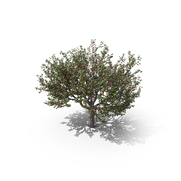 Sweet Cherry Tree PNG & PSD Images Sweet Cherry Tree PNG & PSD Images