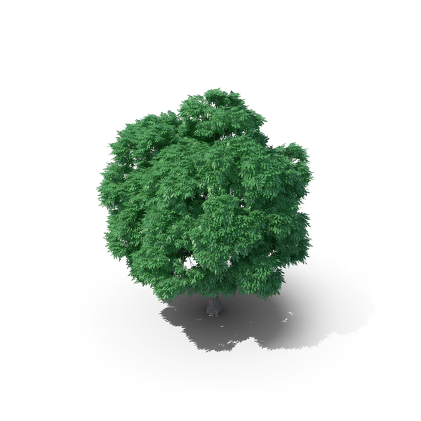 Sweet Chestnut Tree PNG & PSD Images Sweet Chestnut Tree PNG & PSD Images
