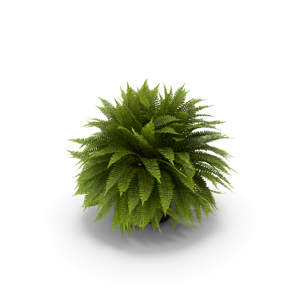Sword Fern PNG & PSD Images Sword Fern PNG & PSD Images