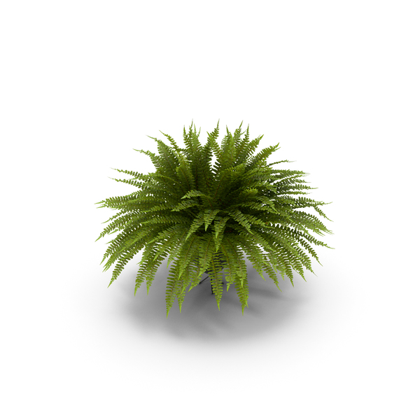 Sword Fern PNG & PSD Images Sword Fern PNG & PSD Images