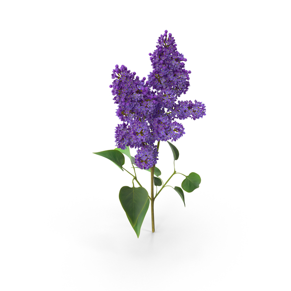 Syringa Lilac PNG & PSD Images Syringa Lilac PNG & PSD Images
