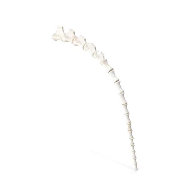 Tailbone: Tail Skeleton PNG & PSD Images Tailbone: Tail Skeleton PNG & PSD Images