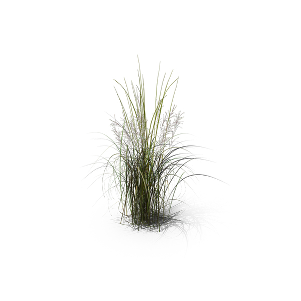 Grasses: Tall Moor Grass PNG & PSD Images