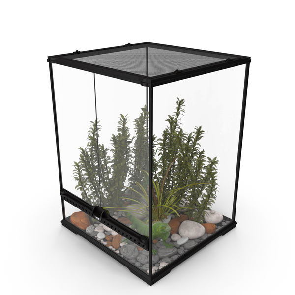 Tall Terrarium for Reptiles with Iguana PNG Images & PSDs for Download ...