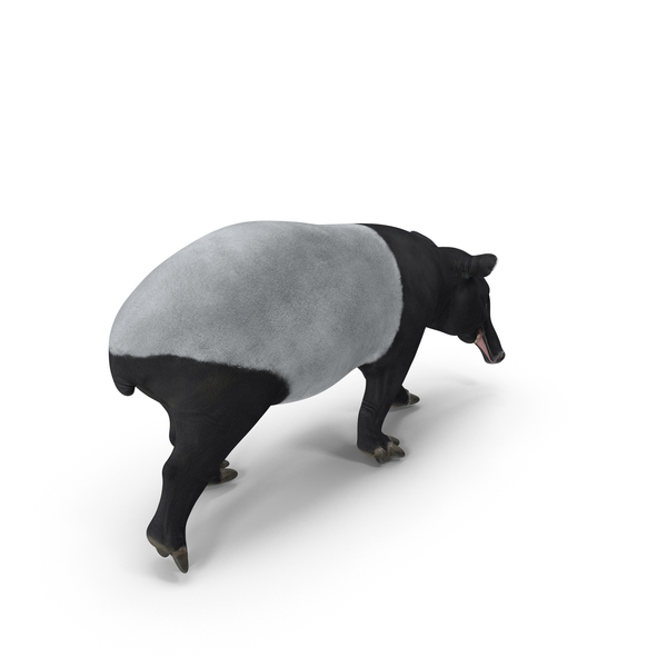Tapir Walking Pose PNG & PSD Images