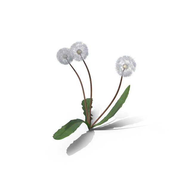 Dandelion: Taraxacum Officinale Seeding PNG & PSD Images