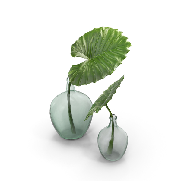Taro Leaf PNG & PSD Images Taro Leaf PNG & PSD Images