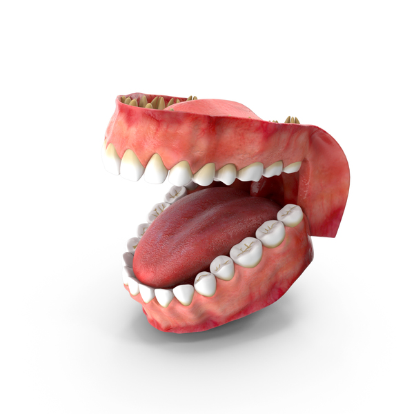 Teeth and Gums PNG Images & PSDs for Download | PixelSquid - S112876178