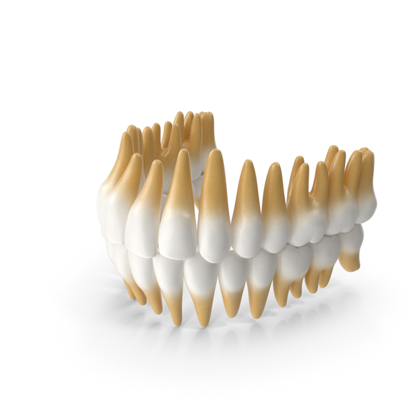 Teeth: Teeths Medical Model PNG & PSD Images Teeth: Teeths Medical Model PNG & PSD Images