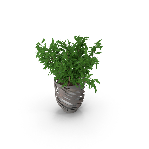Plants: Terrarium With Flowers PNG & PSD Images