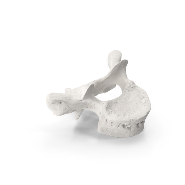 Spine: Thoracic Vertebrae Th1 to Th12 White PNG & PSD Images Spine: Thoracic Vertebrae Th1 to Th12 White PNG & PSD Images