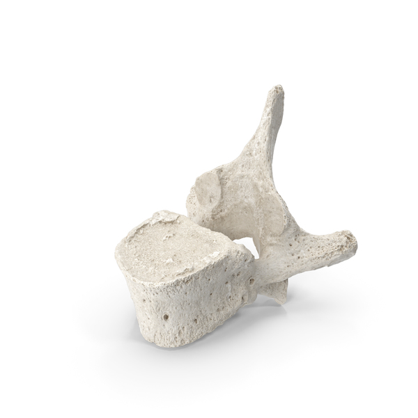 Spine: Thoracic Vertebrae Th1 to Th12 White PNG & PSD Images Spine: Thoracic Vertebrae Th1 to Th12 White PNG & PSD Images