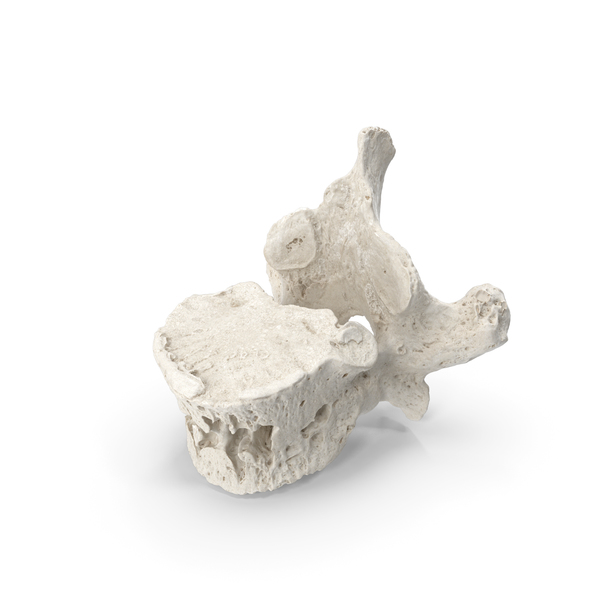 Spine: Thoracic Vertebrae Th1 to Th12 White PNG & PSD Images Spine: Thoracic Vertebrae Th1 to Th12 White PNG & PSD Images
