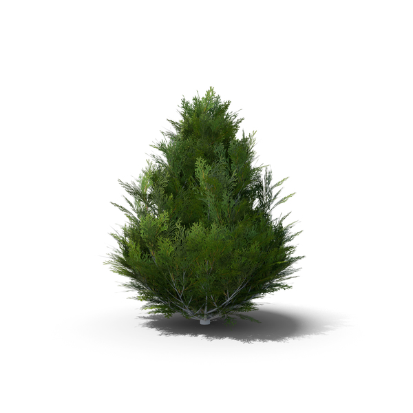 Arborvitae: Thuja PNG & PSD Images