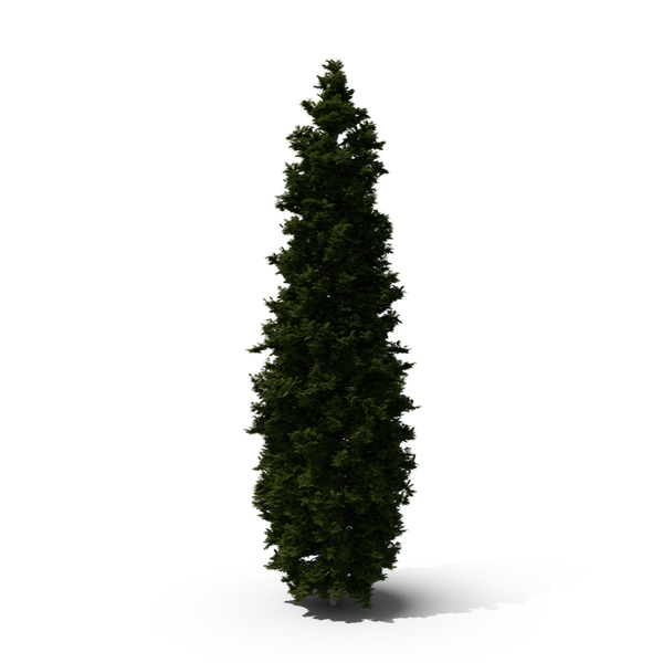 Arborvitae: Thuja Tree PNG & PSD Images Arborvitae: Thuja Tree PNG & PSD Images