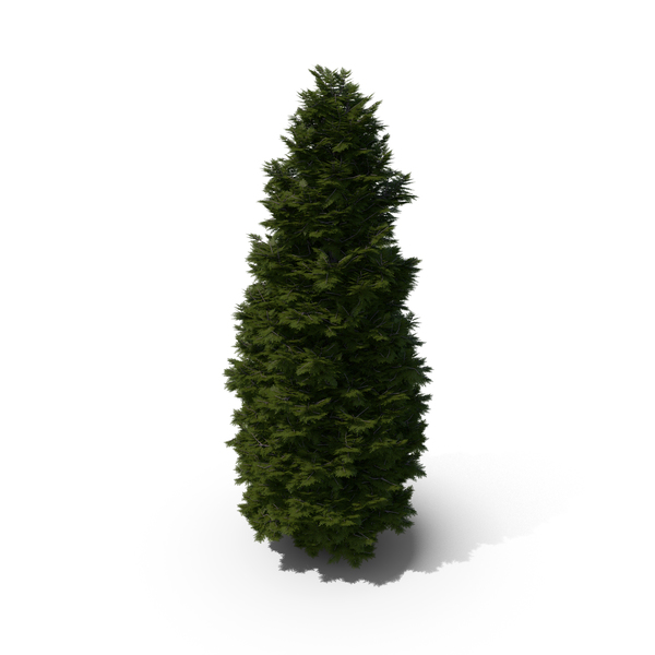 Arborvitae: Thuja Tree PNG & PSD Images Arborvitae: Thuja Tree PNG & PSD Images