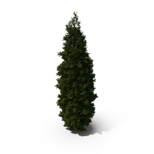 Arborvitae: Thuja Tree PNG & PSD Images Arborvitae: Thuja Tree PNG & PSD Images