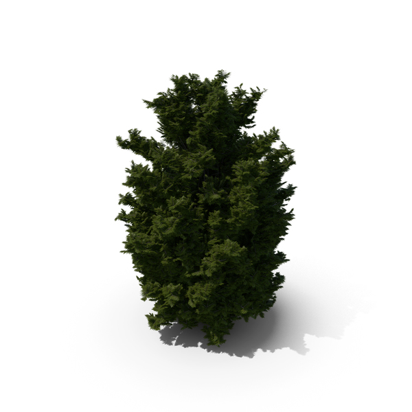 Arborvitae: Thuja Tree PNG & PSD Images Arborvitae: Thuja Tree PNG & PSD Images