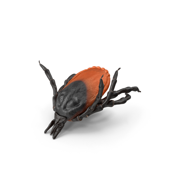 Tick Bite Pose PNG & PSD Images Tick Bite Pose PNG & PSD Images