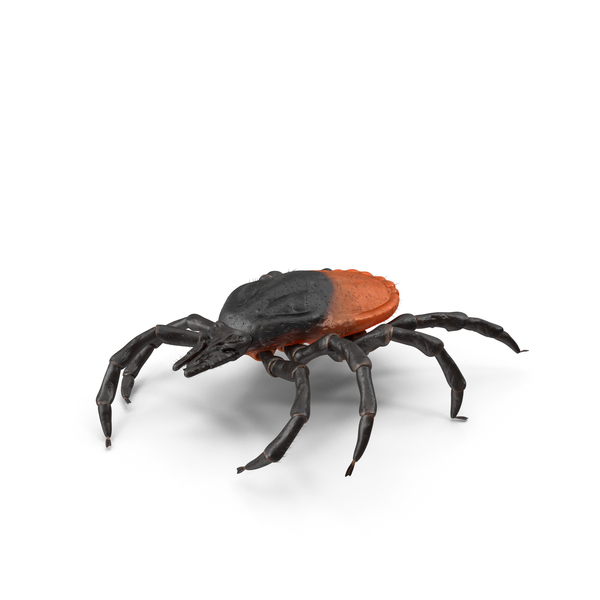 Tick Crawling Pose Fur PNG & PSD Images Tick Crawling Pose Fur PNG & PSD Images
