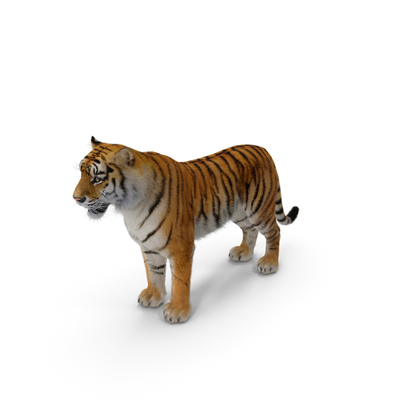 Tiger PNG & PSD Images Tiger PNG & PSD Images