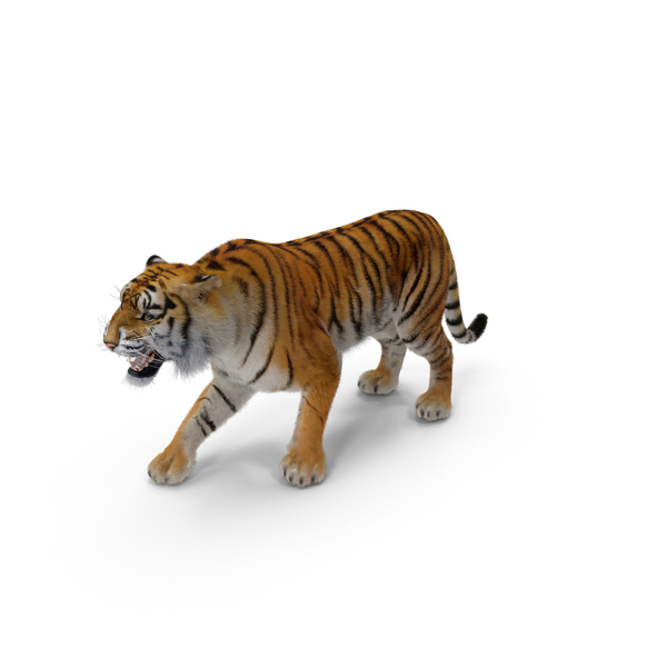 Tiger Roar with Fur PNG & PSD Images