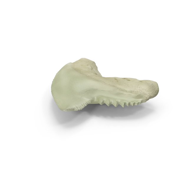 Fossil: Tiger Shark Tooth Galeocerdo Aduncus PNG & PSD Images Fossil: Tiger Shark Tooth Galeocerdo Aduncus PNG & PSD Images