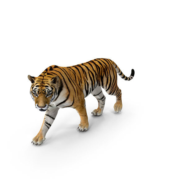 Tiger Walkig Pose PNG & PSD Images Tiger Walkig Pose PNG & PSD Images
