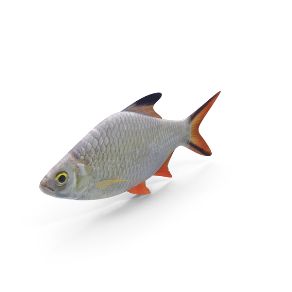 Tinfoil Barb Fish PNG & PSD Images