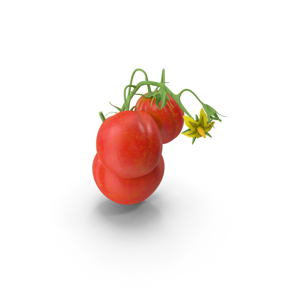 Tomato Branch with Red Tomatoes PNG & PSD Images Tomato Branch with Red Tomatoes PNG & PSD Images