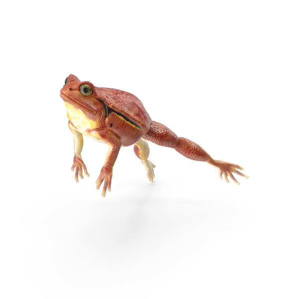 Tomato Frog PNG & PSD Images Tomato Frog PNG & PSD Images