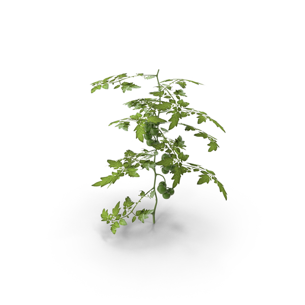 Plant: Tomato PNG & PSD Images Plant: Tomato PNG & PSD Images