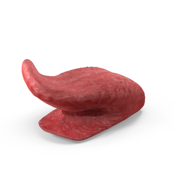 Tongue Sticking Out Right Up Pose PNG & PSD Images Tongue Sticking Out Right Up Pose PNG & PSD Images