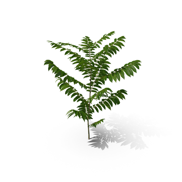 Tree: Toona Sinensis PNG & PSD Images Tree: Toona Sinensis PNG & PSD Images