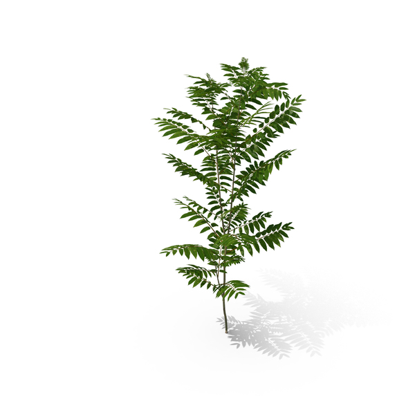 Tree: Toona Sinensis PNG & PSD Images Tree: Toona Sinensis PNG & PSD Images