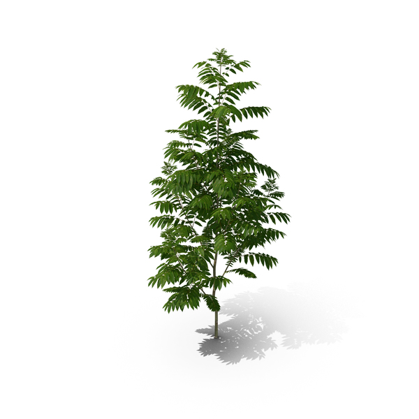 Tree: Toona Sinensis PNG & PSD Images Tree: Toona Sinensis PNG & PSD Images