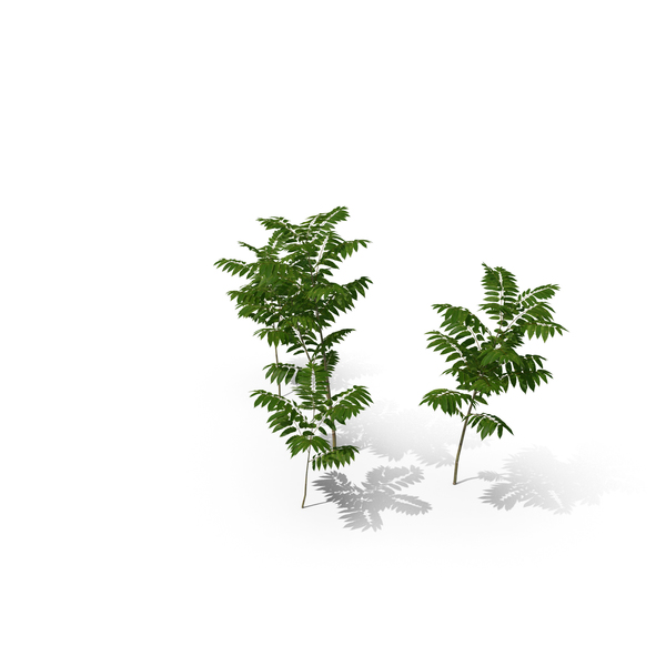 Tree: Toona Sinensis PNG & PSD Images Tree: Toona Sinensis PNG & PSD Images