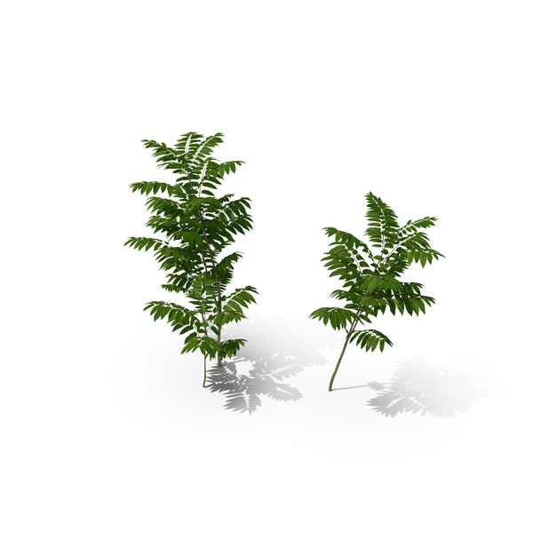 Tree: Toona Sinensis PNG & PSD Images Tree: Toona Sinensis PNG & PSD Images